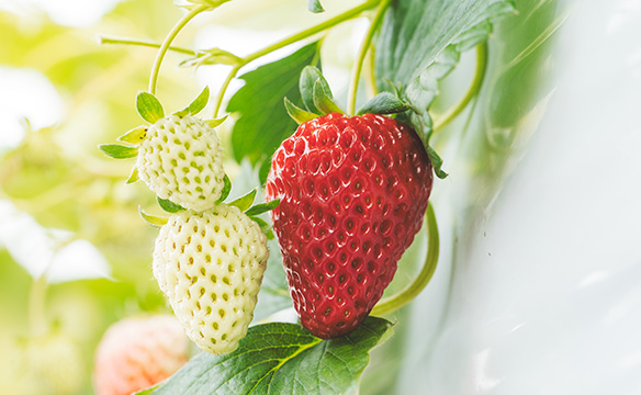 Jinseki Strawberry Farm Project