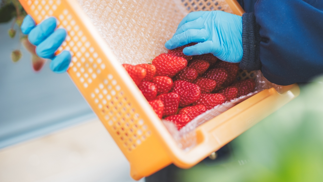 Jinseki Strawberry Farm Project